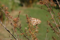 Dione vanillae