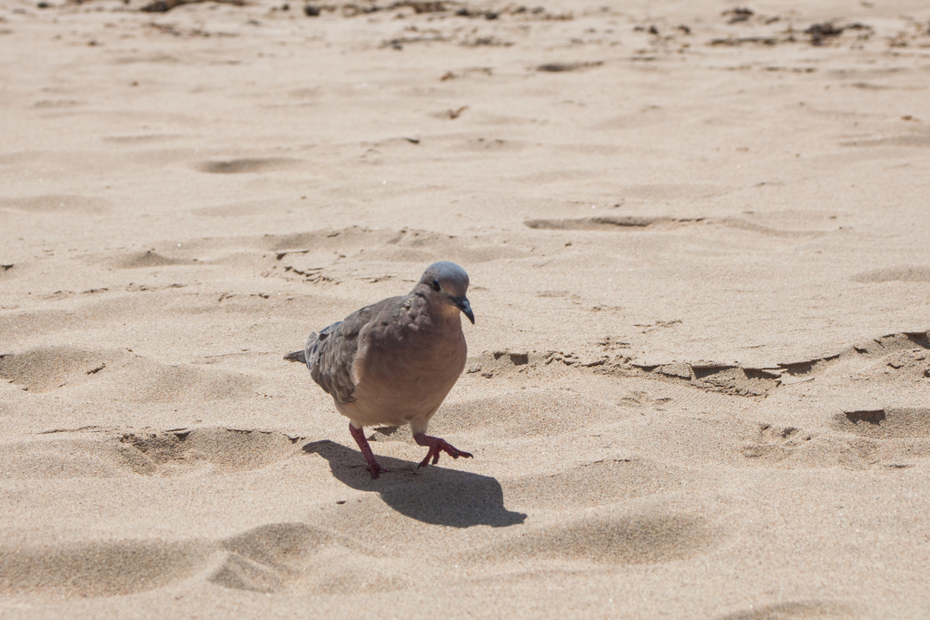 Eared Dove