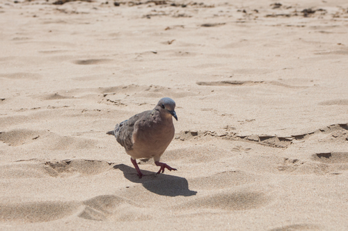 Eared Dove