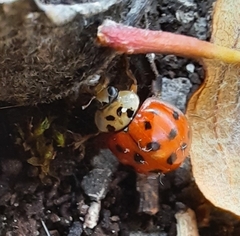 Harmonia axyridis