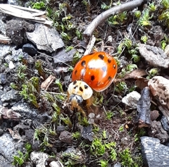Harmonia axyridis