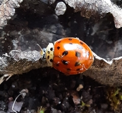 Harmonia axyridis