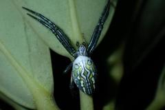 Cyrtophora guangxiensis