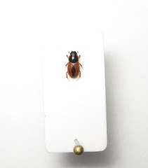 Eudolus quadriguttatus