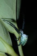 Cyrtophora guangxiensis