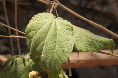 Heliocarpus terebinthinaceus