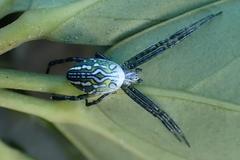 Cyrtophora guangxiensis