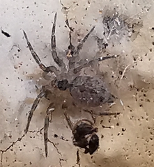 Oecobius navus