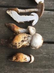Amanita proxima