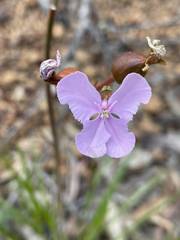 Stylidium affine