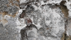 Lecanographa grumulosa