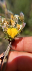 Adesmia confusa