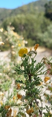 Adesmia confusa