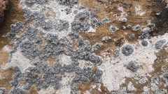 Lecanographa grumulosa