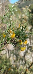 Adesmia confusa