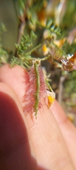 Adesmia confusa