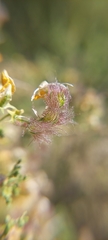 Adesmia confusa