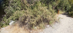 Adesmia confusa
