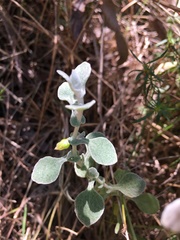 Arctotheca populifolia