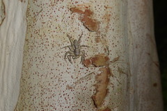 Phaeacius malayensis