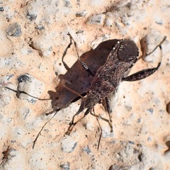 Heegeria tangirica