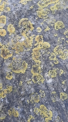 Variospora flavescens