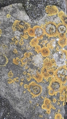 Variospora flavescens