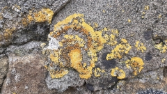 Variospora flavescens