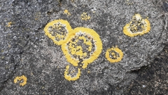 Variospora flavescens