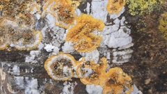 Variospora flavescens