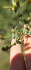 Ephedra chilensis