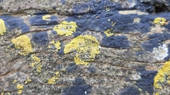 Variospora thallincola