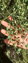 Ephedra chilensis