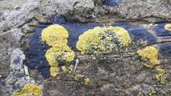 Variospora thallincola