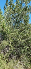 Ephedra chilensis
