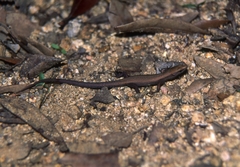 Algyroides fitzingeri