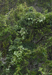 Diplocyclos palmatus