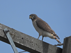 Rupornis magnirostris