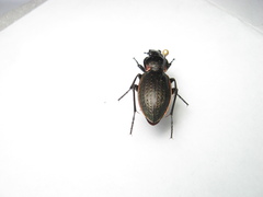 Carabus stscheglowi