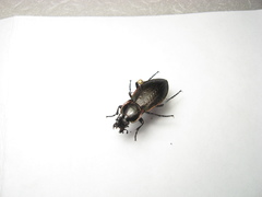 Carabus stscheglowi
