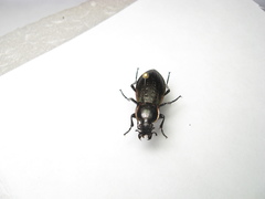 Carabus stscheglowi