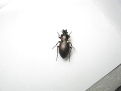 Carabus stscheglowi