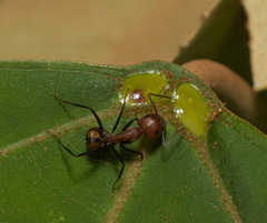Camponotus nicobarensis