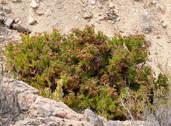 Heliotropium stenophyllum