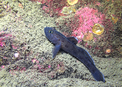 Thorogobius ephippiatus