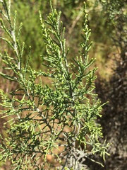 Dicerothamnus