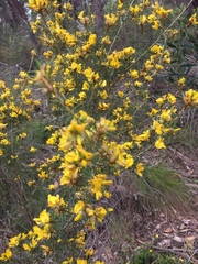 Pultenaea acerosa