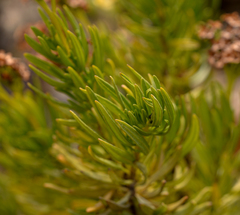 Heliotropium stenophyllum