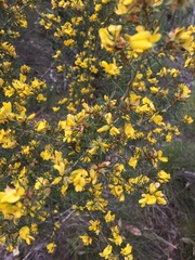 Pultenaea acerosa