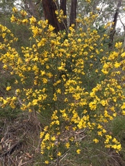 Pultenaea acerosa